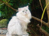 Chat Persan chinchilla disponible pour saillie