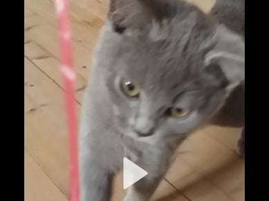 Mise en vente de deux chatons Chartreux mâles bleus nés en juin 2021