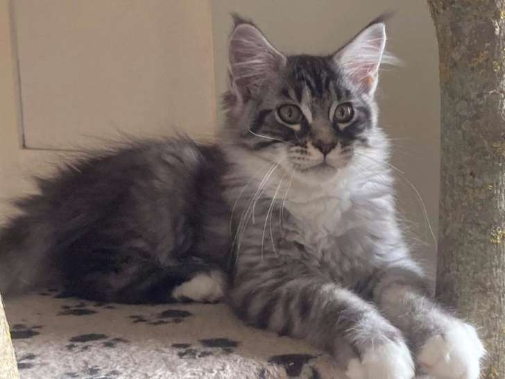 2 chatons Maine Coon disponibles à la vente, mâles bicolores nés en juin 2021
