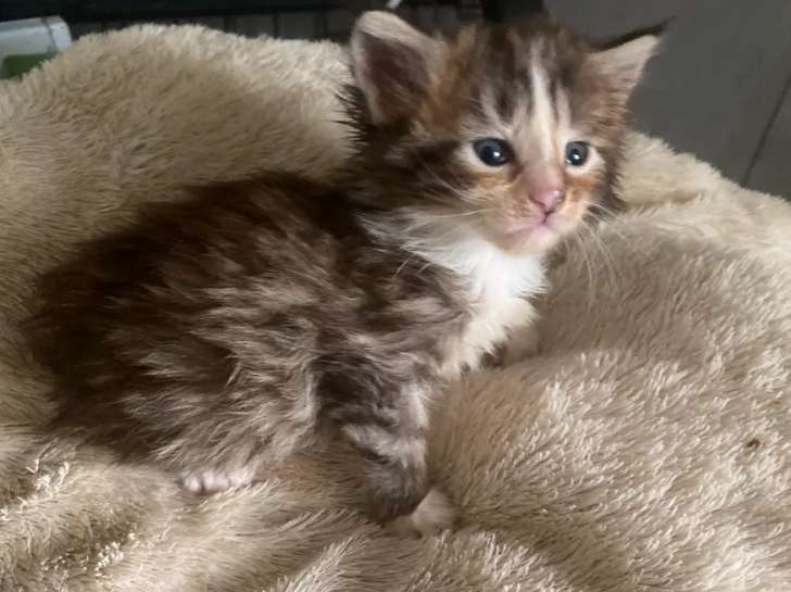 À vendre : cinq chatons Maine Coon nés en 2021