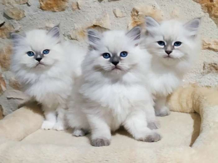 À réserver : trois chatons de race Sibérien (2 mâles et 1 femelle), nés en août 2021