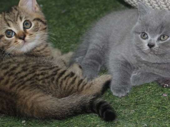 Deux chatonnes British Shorthair, nées en juillet 2021 disponibles à la réservation