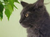 Réservation à faire pour une chatonne Maine Coon bleue solide née en mai 2021
