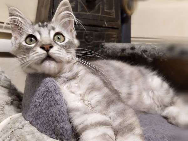 Une chatonne Maine Coon bleu silver tortie née en mai 2021 disponible