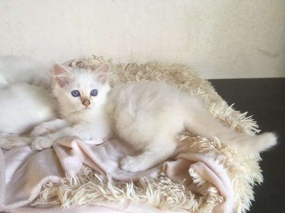 À réserver : deux chatons mâles Sacré de Birmanie de couleur crème point