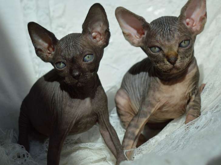 Disponibles à la réservation : 4 chatonnes Sphynx, nées en juillet 2021