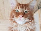 Un chat mâle adulte Maine Coon de 2 ans, au pelage red ticked tabby : disponible pour saillie