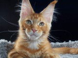 Un chat mâle adulte Maine Coon de 2 ans, au pelage red ticked tabby : disponible pour saillie