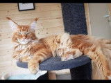 Un chat mâle adulte Maine Coon de 2 ans, au pelage red ticked tabby : disponible pour saillie