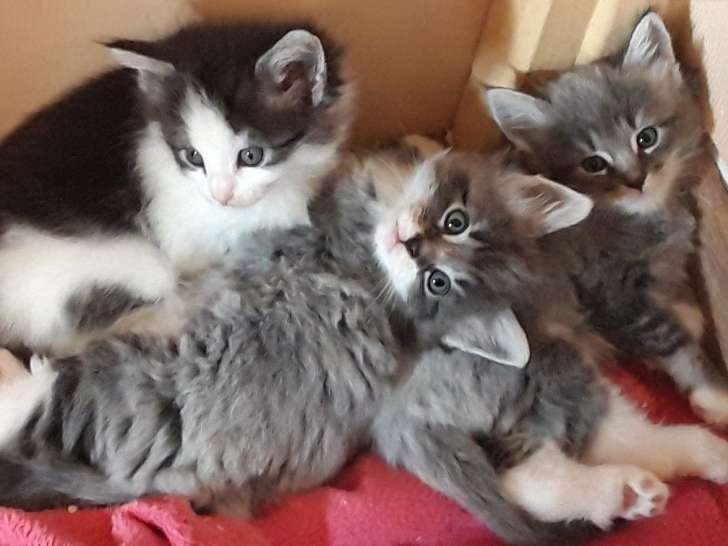 Disponibles à la réservation : 5 chatons Norvégien (3 mâles et 2 femelles), nés en juillet 2021