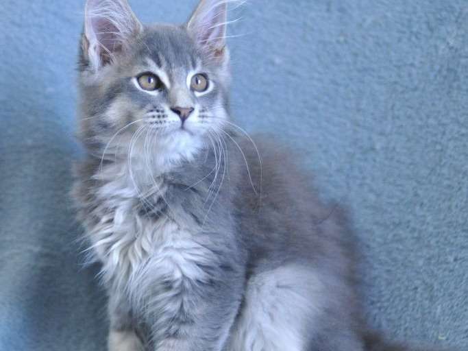 Disponible de suite : un chaton mâle Maine Coon de couleur blue silver ticked tabby, né en juin 2021