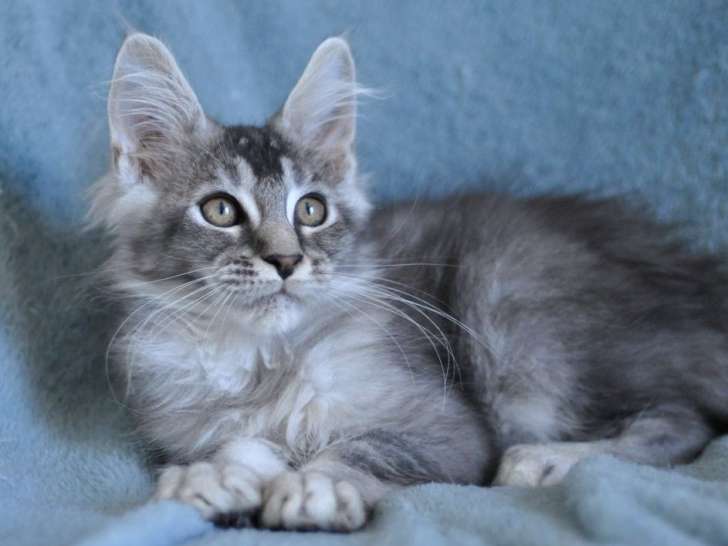 Un chaton mâle Maine Coon au pelage black silver ticked tabby, né en juin 2021 à vendre