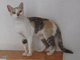 Une chatte adulte d'un an au pelage tricolore, cherche famille