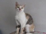 Une chatte adulte d'un an au pelage tricolore, cherche famille