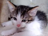 Un chaton mâle brown mackerel tabby et blanc, né en juillet 2021, cherche foyer