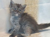 Cinq chatons Maine Coon &agrave; r&eacute;server