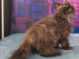 Vente d’une chatonne Selkirk Rex longhair de couleur black tortie