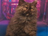 Vente d’une chatonne Selkirk Rex longhair de couleur black tortie