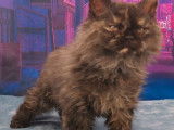 Vente d’une chatonne Selkirk Rex longhair de couleur black tortie