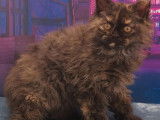 Vente d’une chatonne Selkirk Rex longhair de couleur black tortie