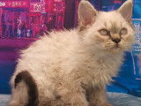 Chaton mâle Selkirk Rex longair de couleur seal point, à vendre