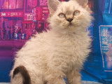 Chaton mâle Selkirk Rex longair de couleur seal point, à vendre