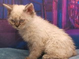 Chaton mâle Selkirk Rex longair de couleur seal point, à vendre