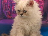 Mise en vente d’une chatonne Selkirk Rex longhair au pelage blue colorpoint