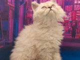 Mise en vente d’une chatonne Selkirk Rex longhair au pelage blue colorpoint