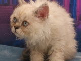 Mise en vente d’une chatonne Selkirk Rex longhair au pelage blue colorpoint