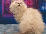Mise en vente d’une chatonne Selkirk Rex longhair au pelage blue colorpoint