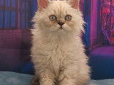 Mise en vente d’une chatonne Selkirk Rex longhair au pelage blue colorpoint