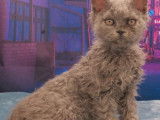 À vendre, chaton mâle Selkirk Rex longhair blue