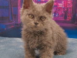 À vendre, chaton mâle Selkirk Rex longhair blue
