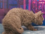 À vendre, chaton mâle Selkirk Rex longhair blue