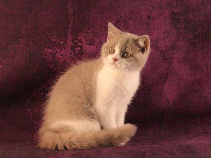 À vendre chaton British Shorthair mâle lilas et blanc né en juin 2021