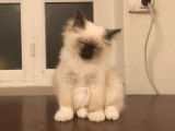 Mise en vente d’un chaton mâle Sacré de Birmanie seal point