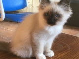 Mise en vente d’un chaton mâle Sacré de Birmanie seal point