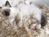 Mise en vente d’un chaton mâle Sacré de Birmanie seal point