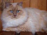 Chat adulte de 4 ans, Ragdoll crème chocolat disponible pour saillie