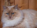 Chat adulte de 4 ans, Ragdoll crème chocolat disponible pour saillie