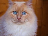 Chat adulte de 4 ans, Ragdoll crème chocolat disponible pour saillie