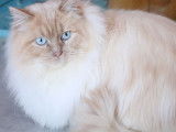 Chat adulte de 4 ans, Ragdoll crème chocolat disponible pour saillie