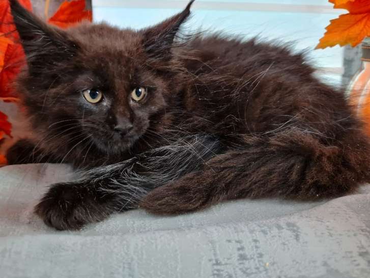 Disponible à l’achat, chaton mâle Maine Coon noir né en 2021