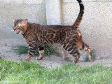 Chat m&acirc;le adulte Bengal brown spotted tabby disponible pour saillie