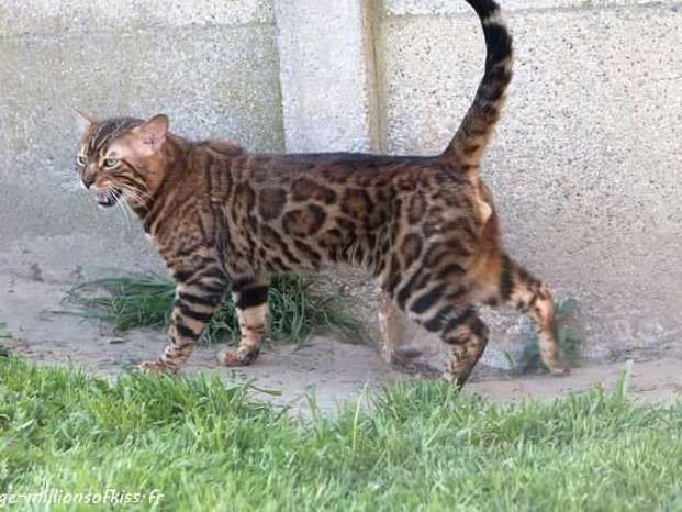 Chat mâle adulte Bengal brown spotted tabby disponible pour saillie