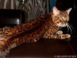 Chat m&acirc;le adulte Bengal brown spotted tabby disponible pour saillie
