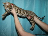 4 chatons Bengal, mâles et femelles brown spotted tabby nés en 2021 mis en vente