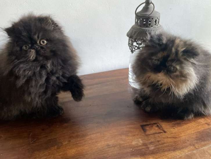 2 chatons Persan de juin 2021 à acheter, 1 mâle et 1 femelle