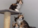 4 chatons Maine Coon, 1 m&acirc;le et 3 femelles disponibles &agrave; la vente